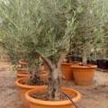 Olive - Olea europaea