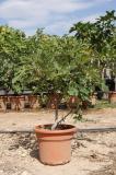 Ficus carica - Higuera arbusto