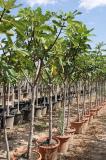 Ficus carica - Fig tree DECO