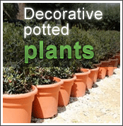 Decorative potted plants