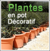 Plantes en pot Décoratif
