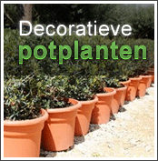 Decoratieve potplanten